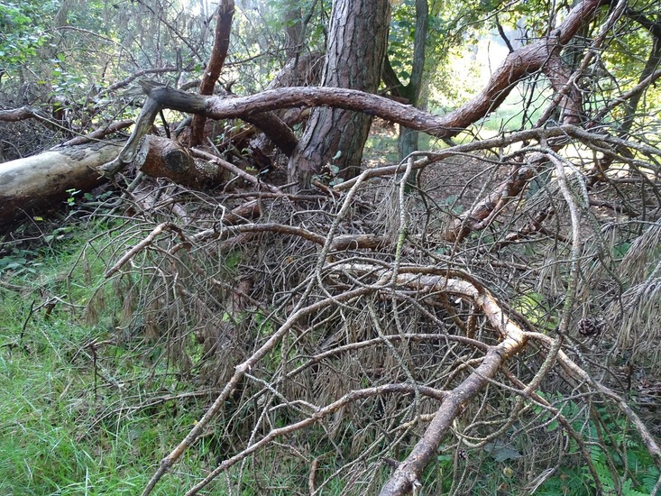 Loonse en Drunense duinen.