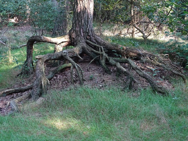 Loonse en Drunense duinen.