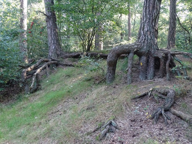 Loonse en Drunense duinen.