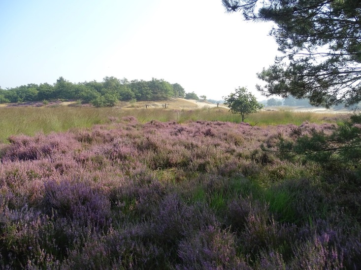 Loonse en Drunense duinen.