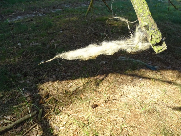 Loonse en Drunense duinen.
