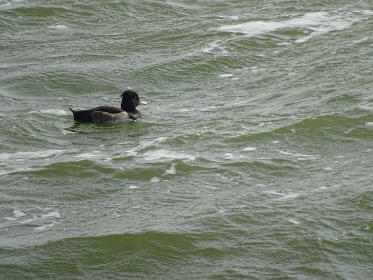 IJselmeer 16-9-2016.