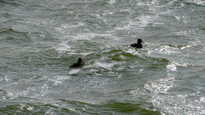 IJselmeer 16-9-2016.