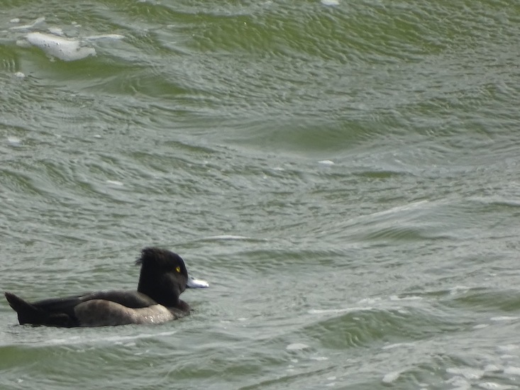 IJselmeer 16-9-2016.