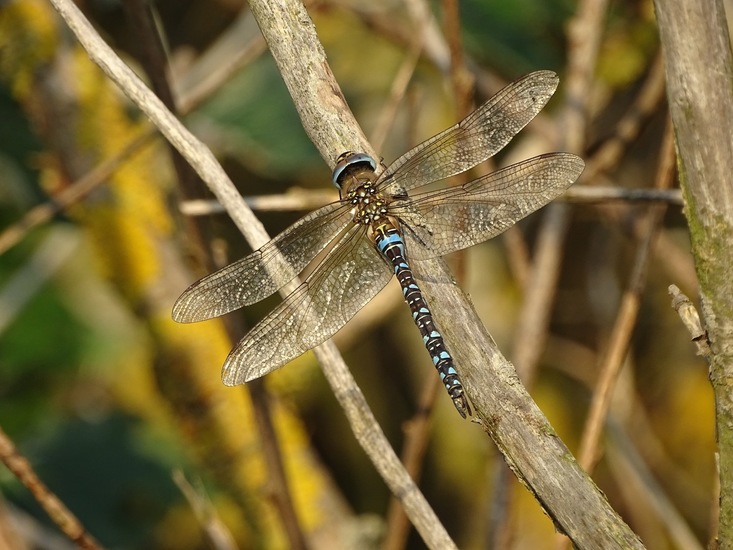 paardenbijter, Texel.