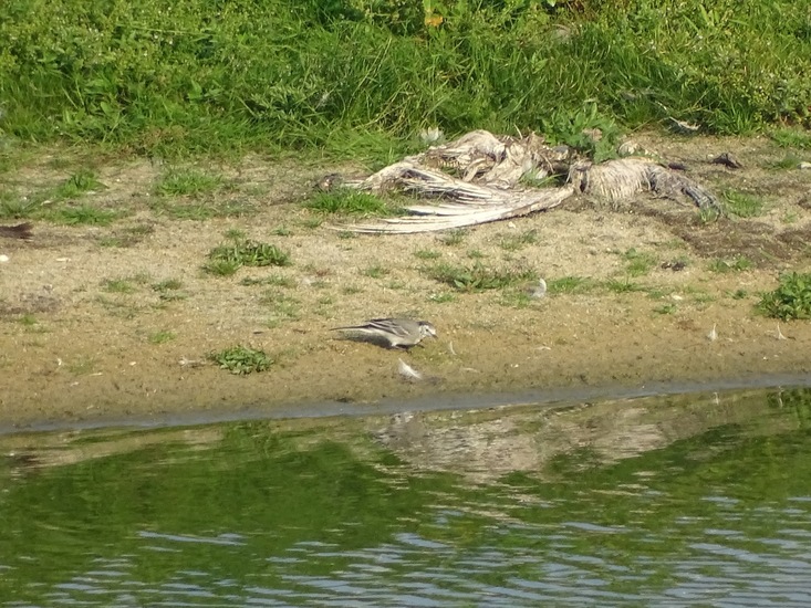 Kwikstaart valkbij dode vogel.