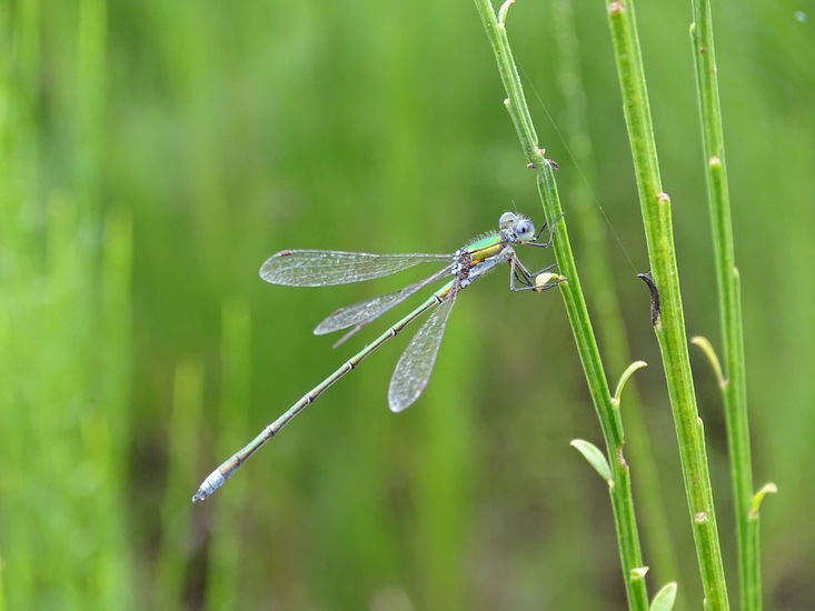 Tengere Pantserjuffer.
