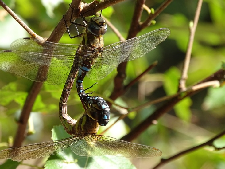 Parende paardenbijter.