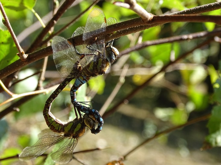 Parende paardenbijter.