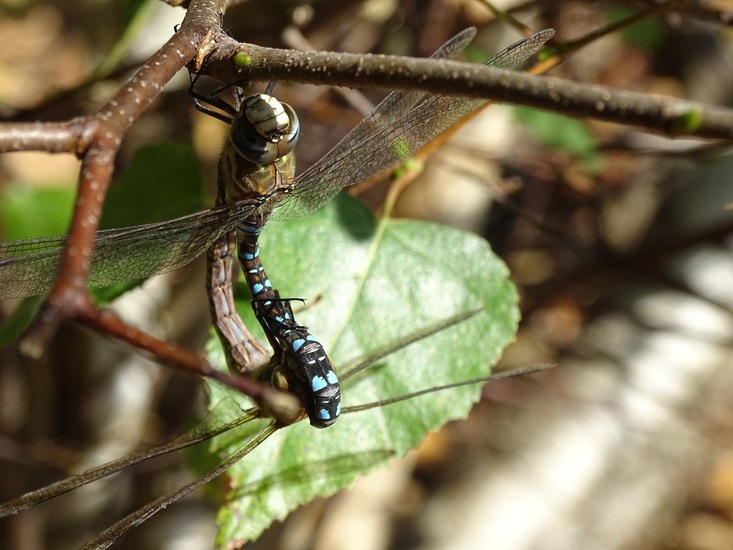 Parende paardenbijter.