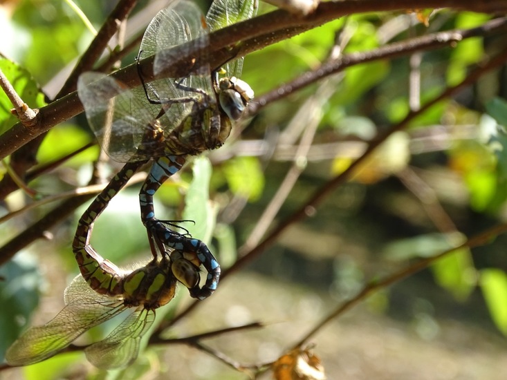 Parende paardenbijter.