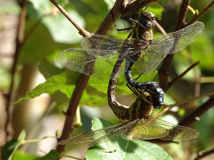 Parende paardenbijter.