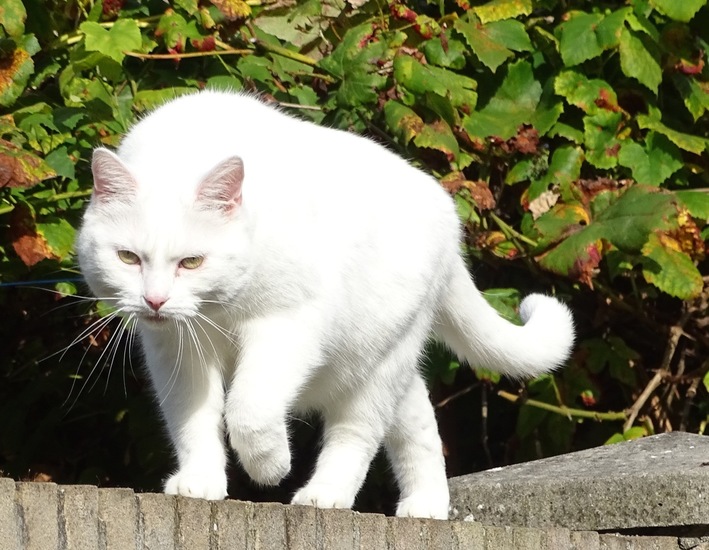 Poes van de buren.