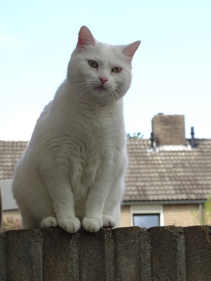 Poes van de buren.
