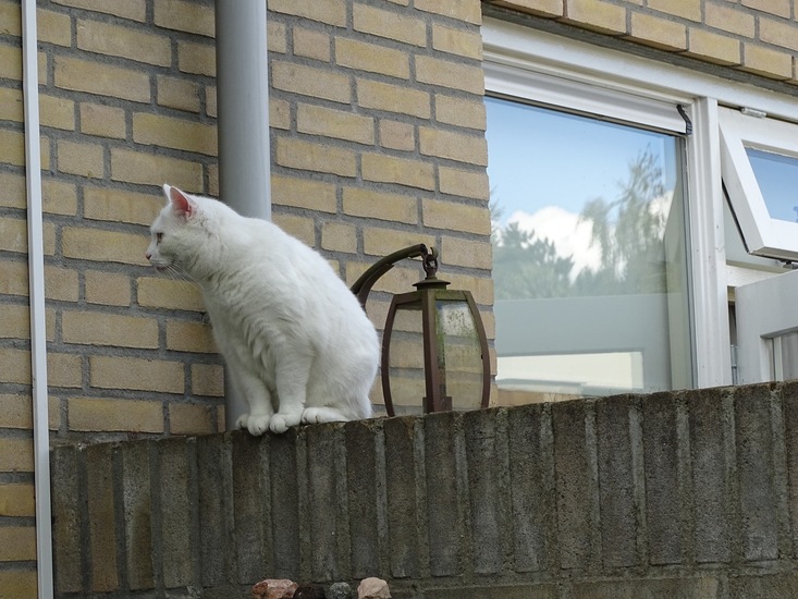 Poes van de buren.