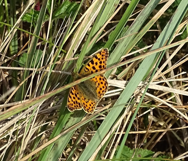 Kleine parelmoervlinder.