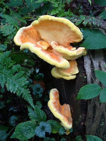 Zwavelzwam, Surae 2016.