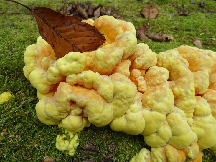 Zwavelzwam, Surae 2016.