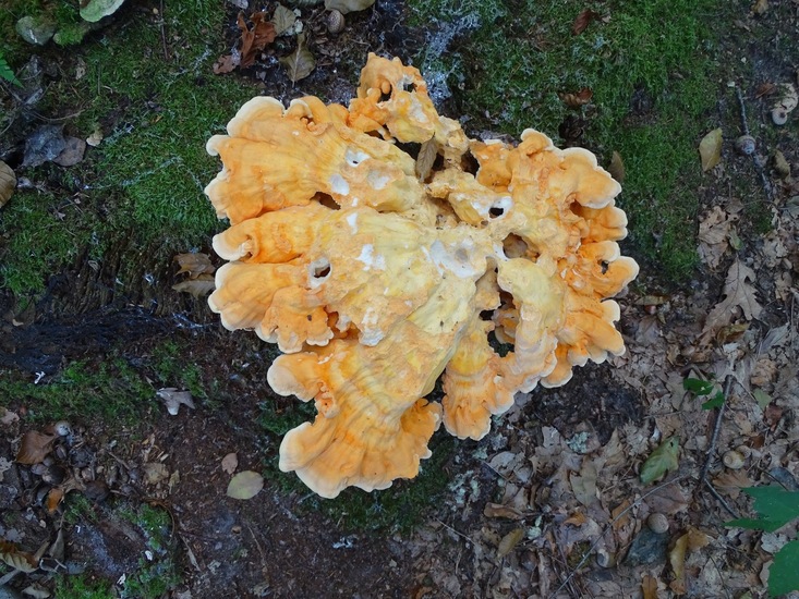 Zwavelzwam, Surae 2016.