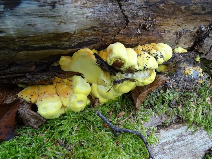 Zwavelzwam, Surae 2016.