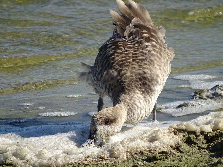 Komt maar heel zelden voor.