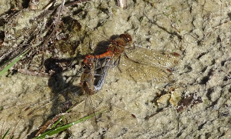 Parende Heidelibellen.