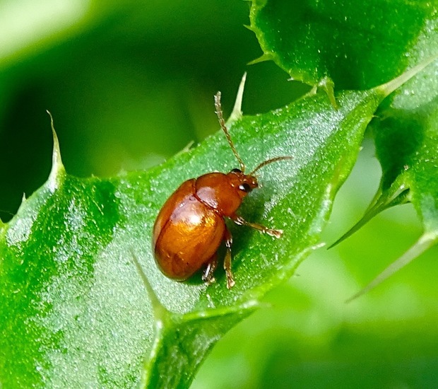Ongevlekte Rietkapoen.