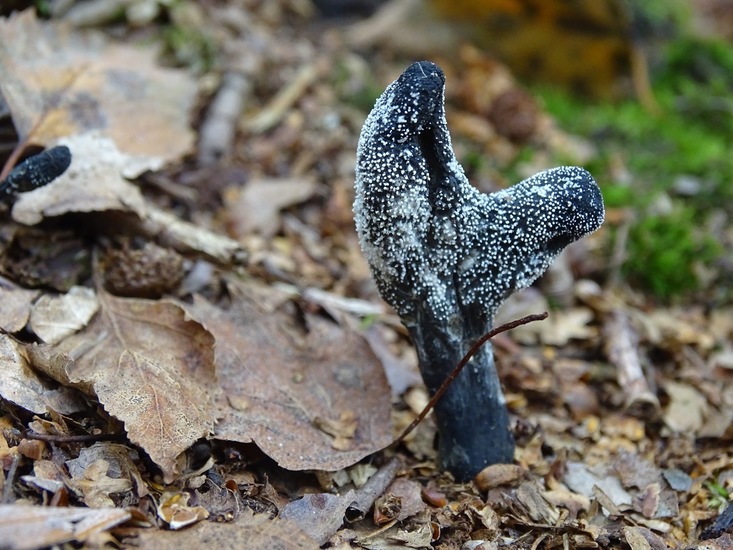 Zwarte Truffelknotszwam.