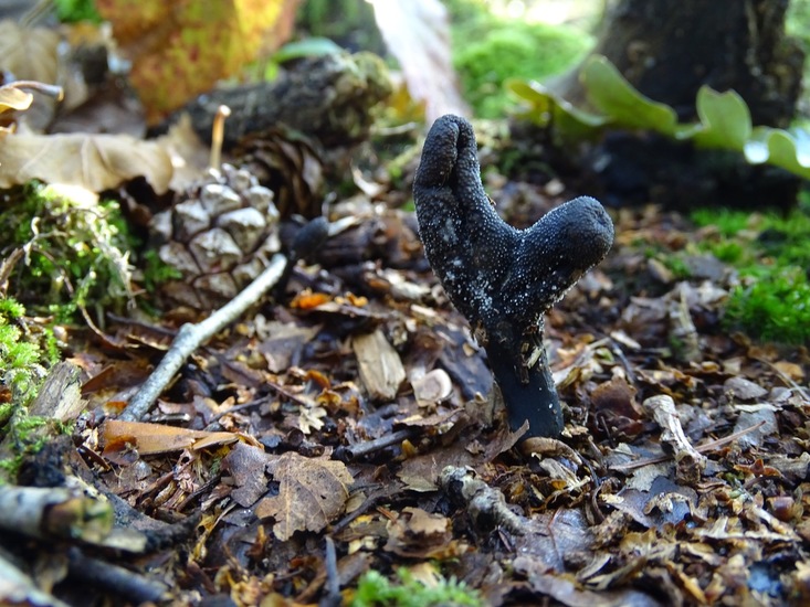 Zwarte Truffelknotszwam.