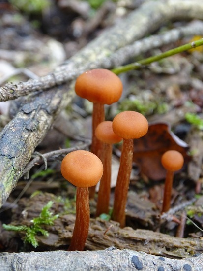 Zwammen najaar 2016.