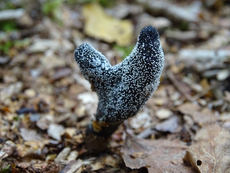 Zwarte Truffelknotszwam.