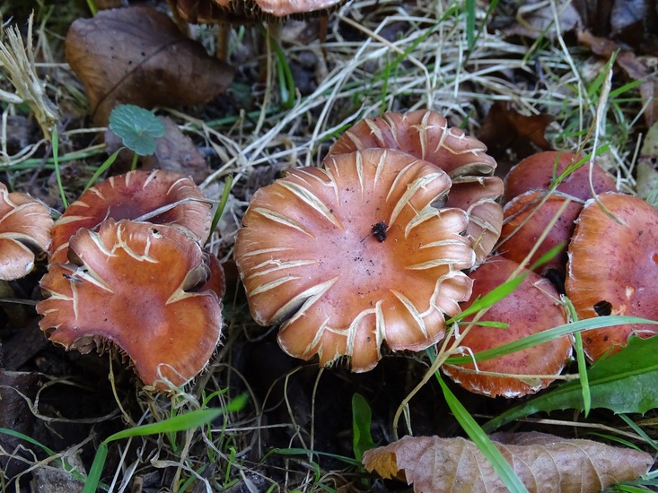 Van droogte gebarsten?