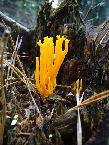 Kleverig Koraalzwam.