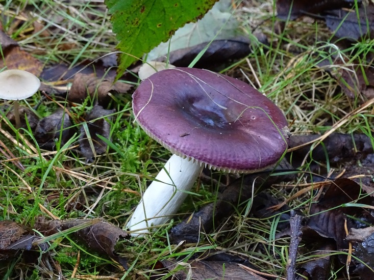 Braakrussula.