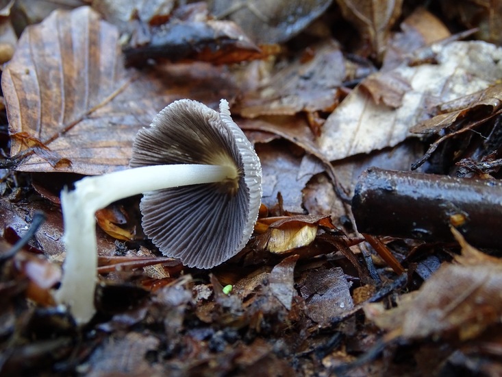 Plooirokje, onderkant.