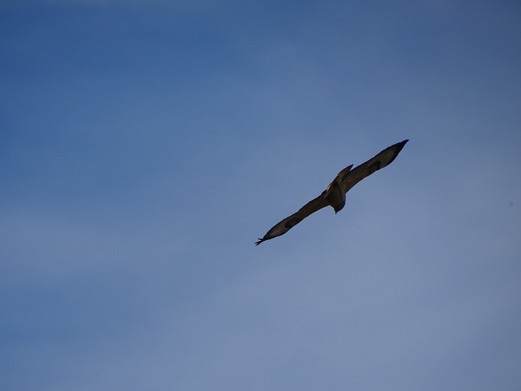 Buizerd.