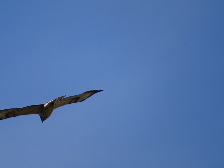 Buizerd.