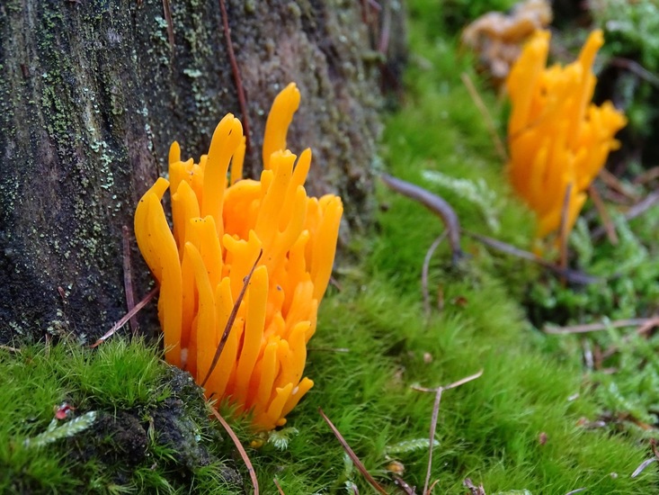 Kleverig Koraalzwam.