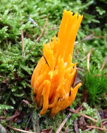 Kleverig Koraalzwam.