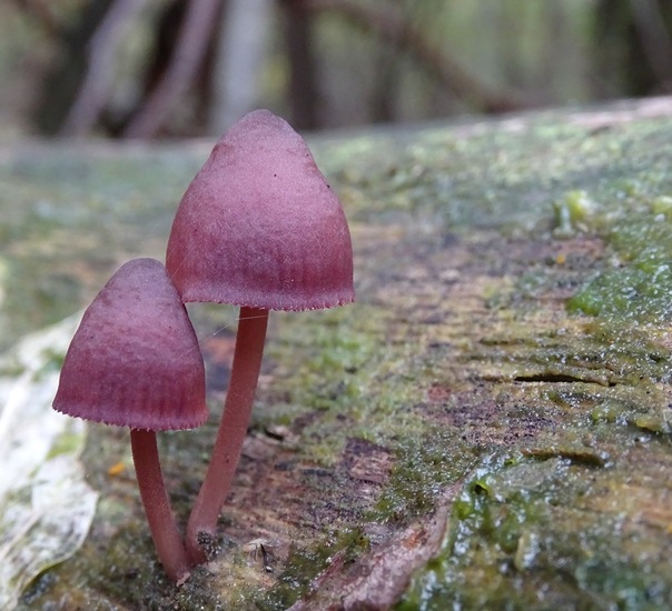 Grote bloedsteelmycena.