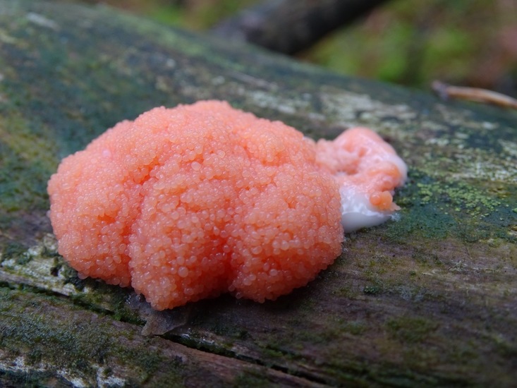 Rossig buiskussentje.