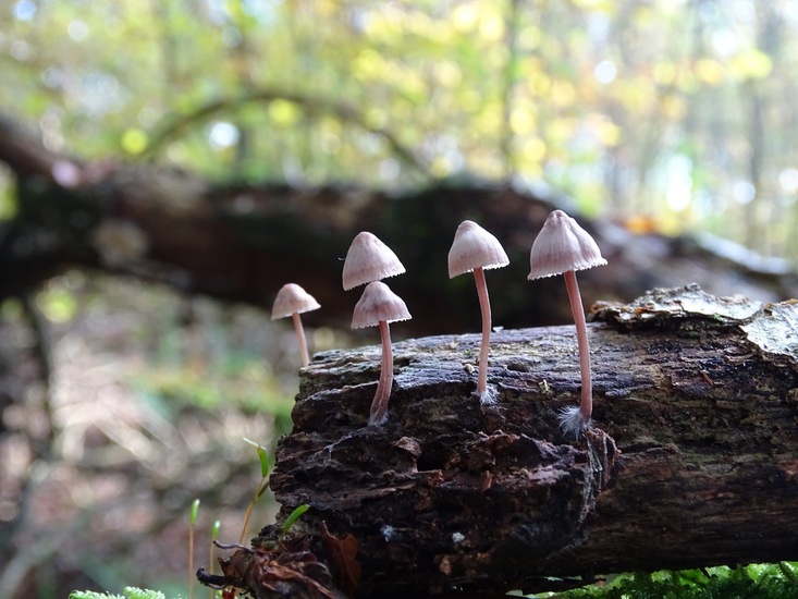 roodsteel mycena