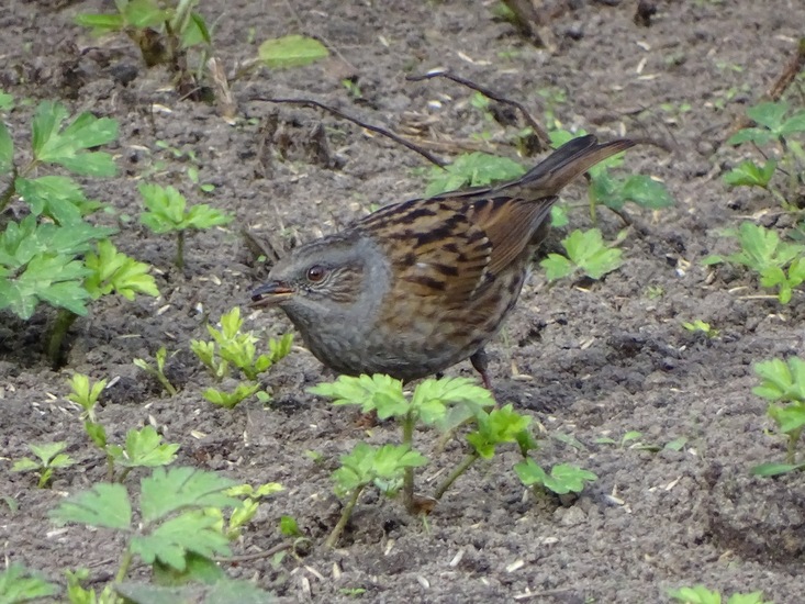 Ken en Geniet, Dongen.