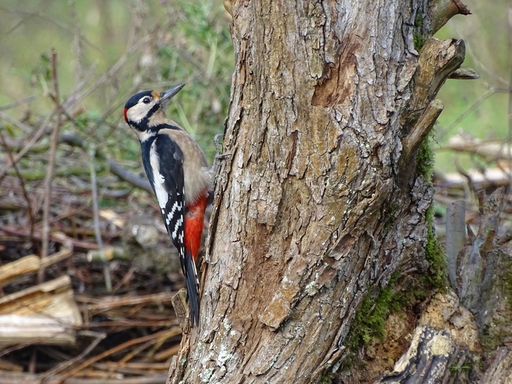 Grote Bonte specht.