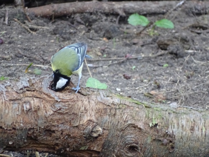Ken en Geniet, Dongen.