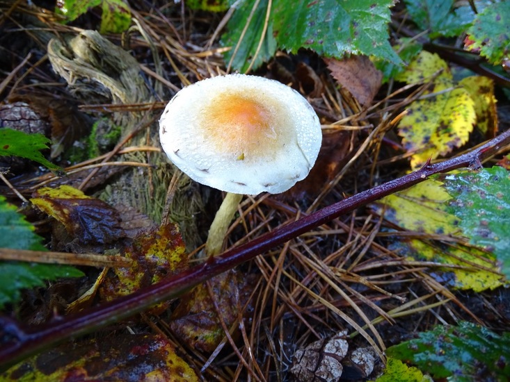 Moeras zwavelkop of..