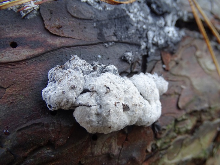 Zwart reuzen kussen of..