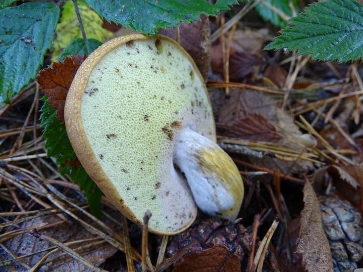 Nerhovensche bosschen.