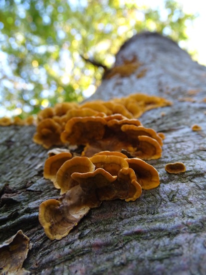 Nerhovensche bosschen.