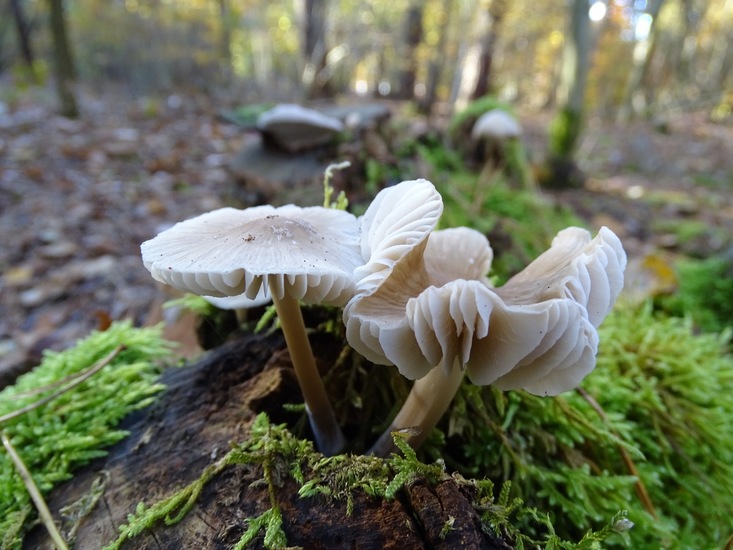 Nerhovensche bosschen.